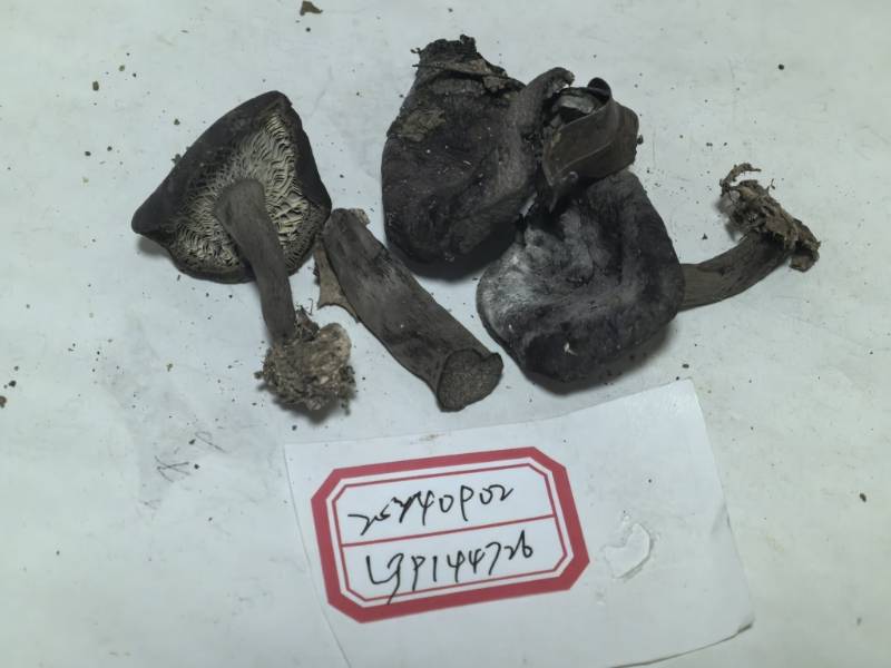 红菇属红菇亚属一种