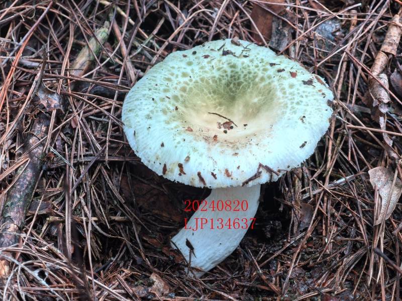 变绿红菇复合群