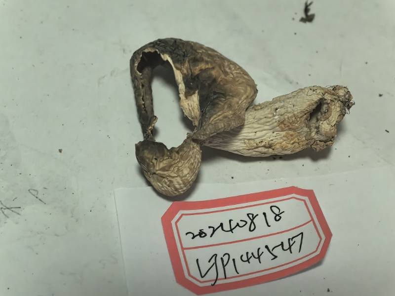 变绿红菇复合群