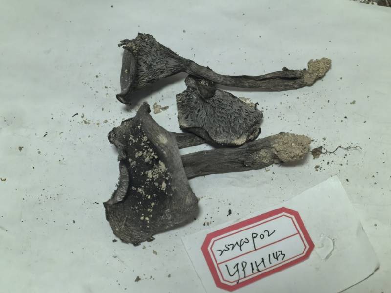 红菇属致密亚属一种