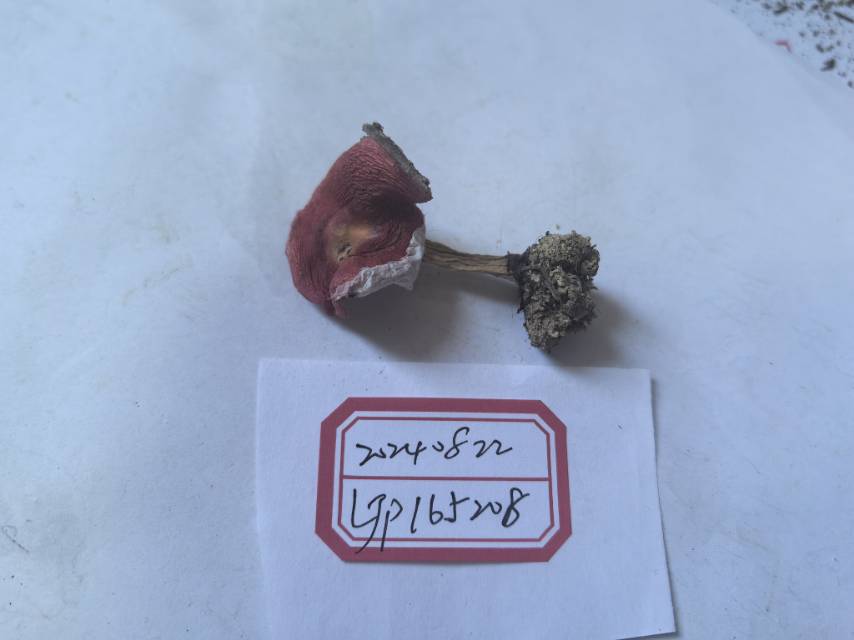 近血红红菇