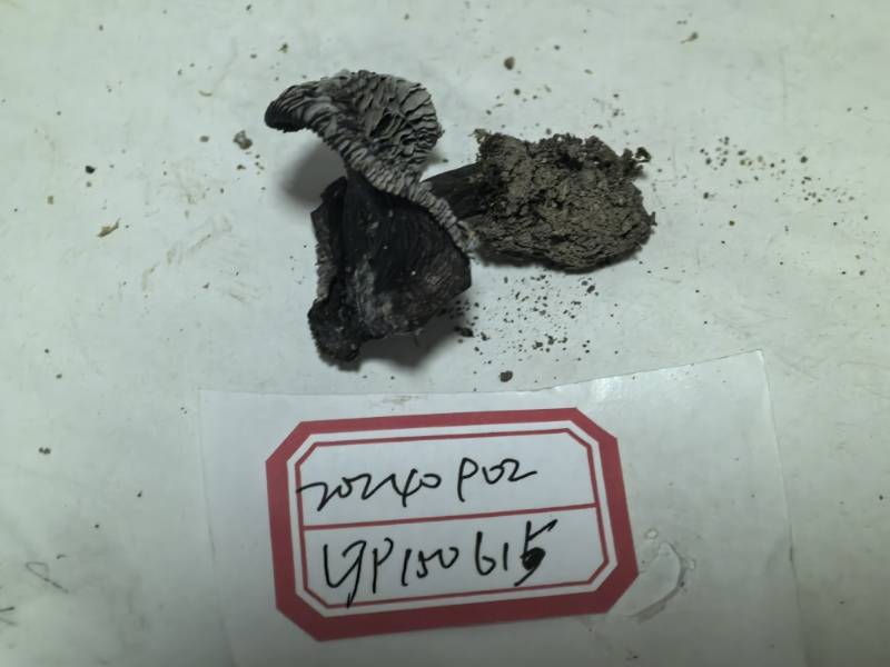 红菇属致密亚属一种