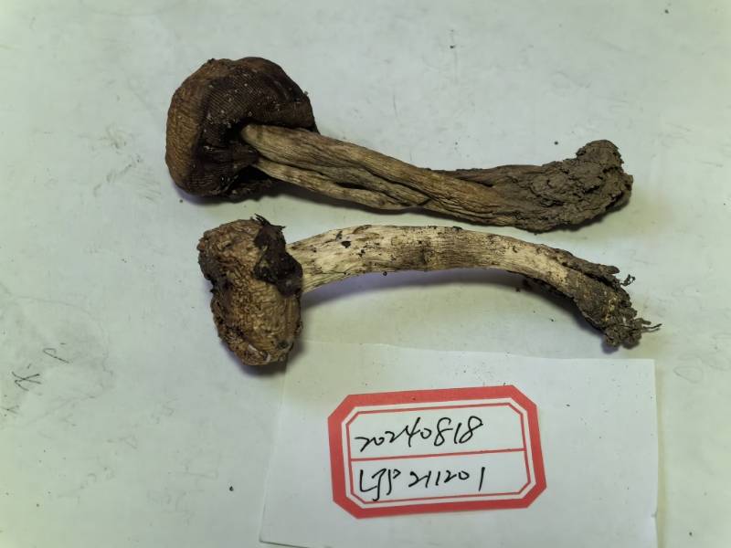 红菇属劣味组一种