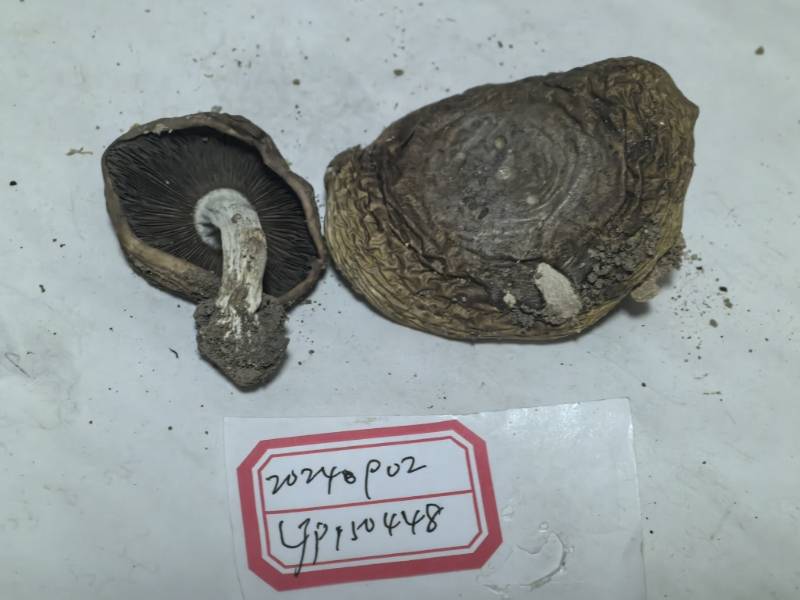 红菇属蓝黄组一种