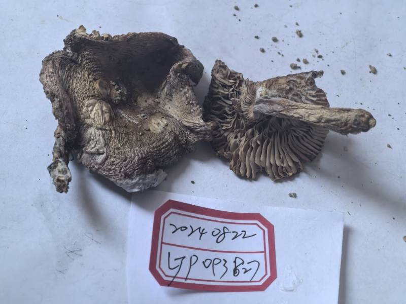 红菇属红菇亚属一种