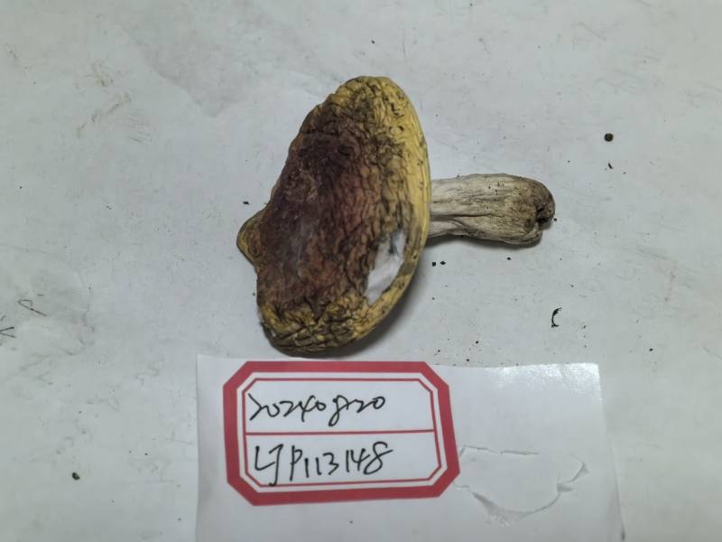 红菇属鳞盖亚组一种