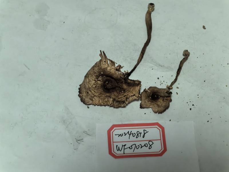 Leucocoprinus tangerinus