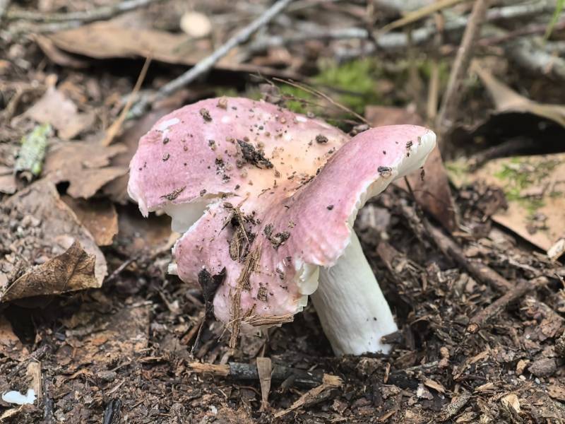 红菇属红菇亚属