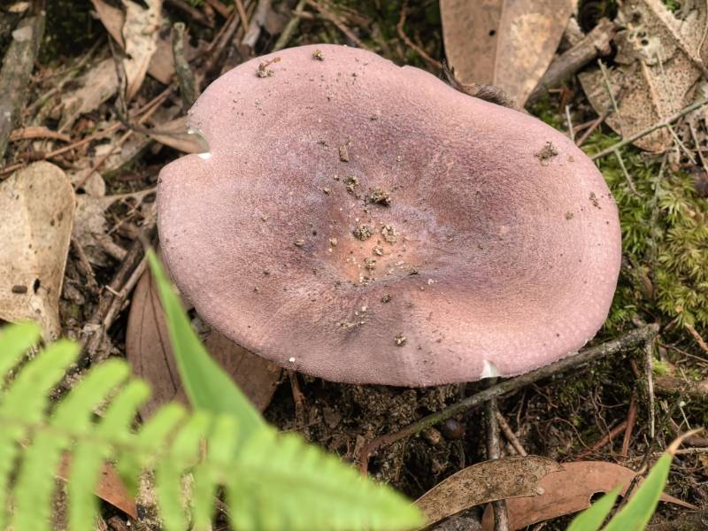 红菇属红菇亚属