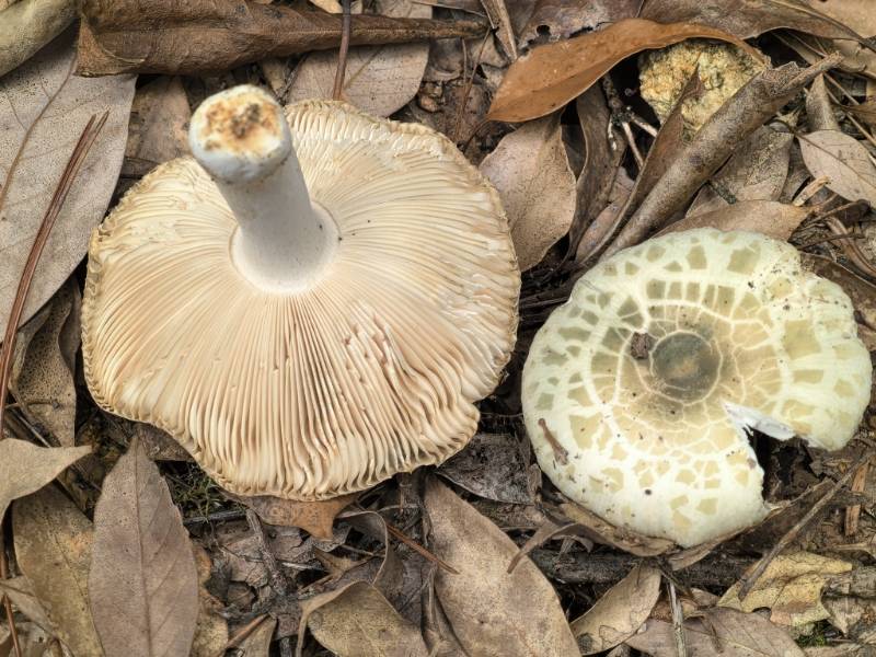 变绿红菇复合群