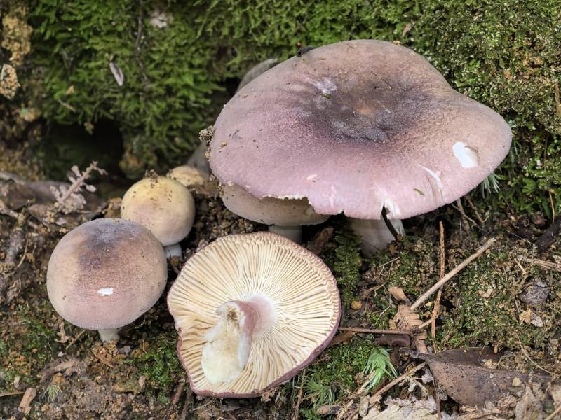 红菇属红菇亚属