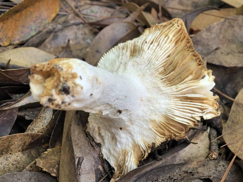 变绿红菇复合群