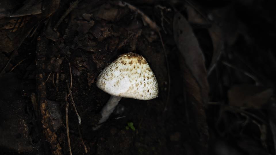 Agaricus sp.