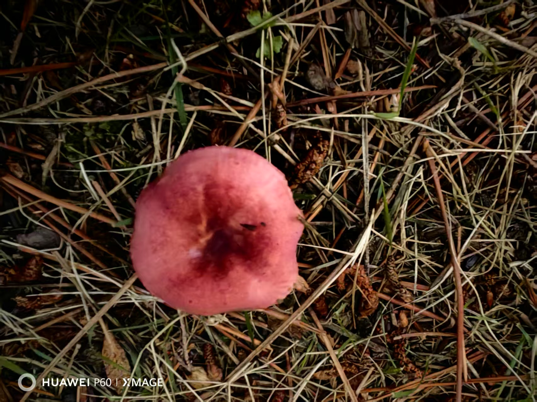 红菇属红菇亚属